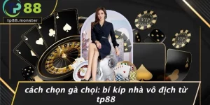 CÁCH CHỌN GÀ CHỌI: BÍ KÍP NHÀ VÔ ĐỊCH TỪ TP88