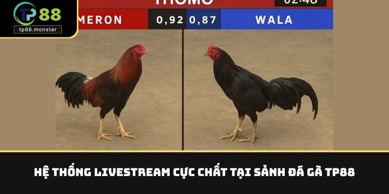 Hệ thống livestream cực chất tại sảnh đá gà TP88