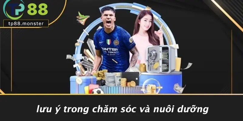 Cách Chọn Gà Chọi: Bí Kíp Nhà Vô Địch Từ TP88 4 Lưu Ý Trong Chăm Sóc Và Nuôi Dưỡng