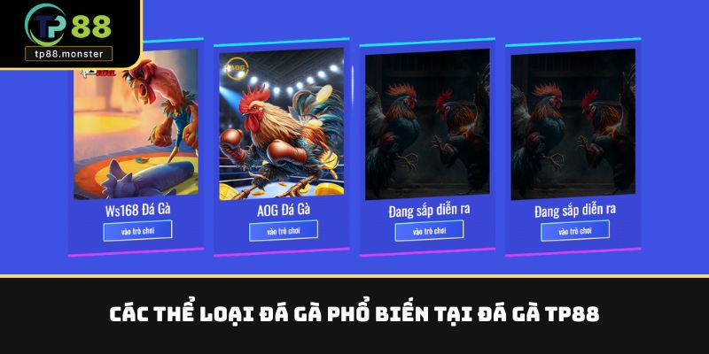 Các thể loại đá gà phổ biến tại đá gà TP88