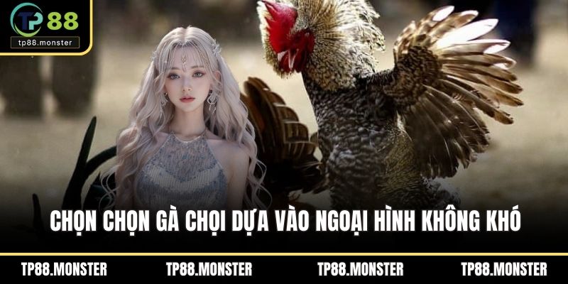 Chọn chọn gà chọi dựa vào ngoại hình không khó