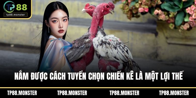 Nắm được cách tuyển chọn chiến kê là một lợi thế