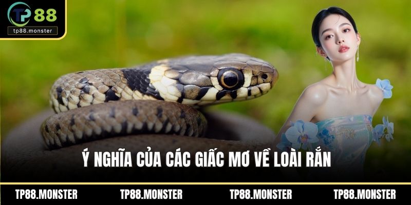 Ý nghĩa của các giấc mơ về loài rắn
