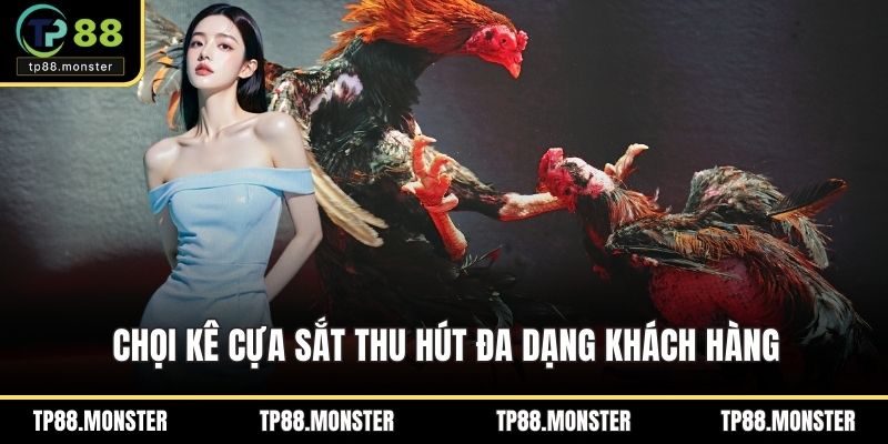 Chọi kê cựa sắt thu hút đa dạng khách hàng